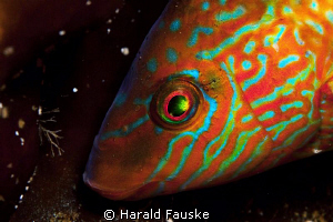 porterait of a nice Labrus Bergylta.
 by Harald Fauske 